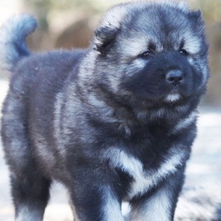 Telegram profile photo for луня крутой