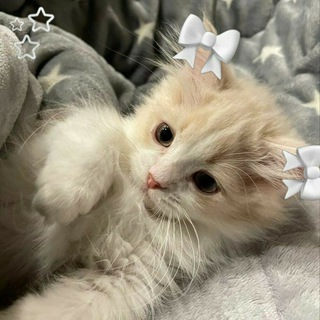 Telegram profile photo for sʜᴀʜᴀ ᴏɴ ᴛʜᴇ ᴄʜɪʟʟ