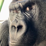 Telegram profile photo for Аннунак которого мы заслужили