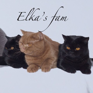 Telegram profile photo for Британские котята «Elka’s fam»
