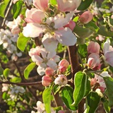 Telegram profile photo for Весна