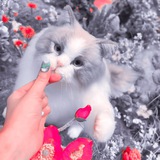 Telegram profile photo for โขโก ๐ฐ ๐๐๐