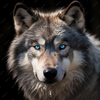 Telegram profile photo for ВОВЧИЦЯ