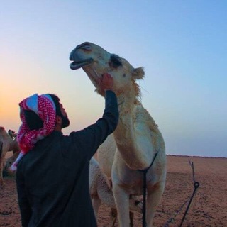 Telegram profile photo for قصائد اشعار بدوية