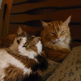 Telegram profile photo for Коти Трегубова