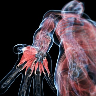 Telegram profile photo for Elite Anatomy MCQ