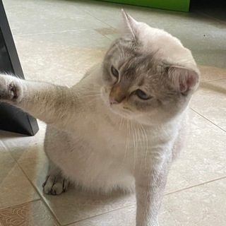 Telegram profile photo for Артём Щедрый-дом-коты-уют
