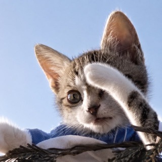 Telegram group profile photo for $KOTE