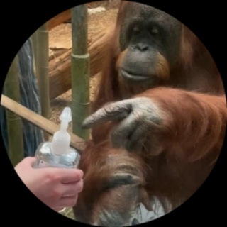 Telegram profile photo for Pointing Orangutang
