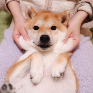 Telegram profile photo for Happy Shiba Inu