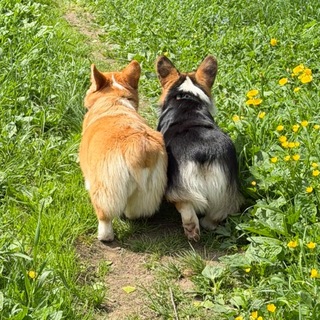 Telegram profile photo for Polly Ronni Corgi 🐶🩷