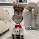 Telegram profile photo for Котосыночка-Куличик💎