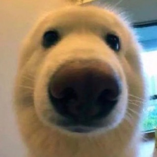 Telegram profile photo for BOOP portal
