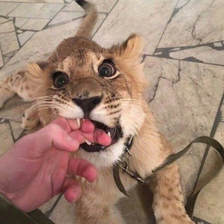 Telegram profile photo for muwahhida.uz
