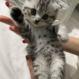 Telegram profile photo for Кошечки