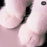 Telegram profile photo for free unsubs