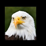 Telegram profile photo for FX XAUUSD/Gold