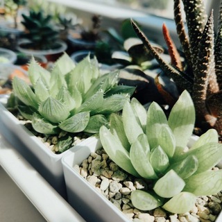 Telegram profile photo for Love_my_succulents| Эстетика и виды