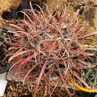 Telegram profile photo for Collection of cactus