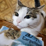 Telegram profile photo for Ancapistan ۞ бурмалпиксель