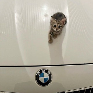 Telegram profile photo for ювелирный кодинг..