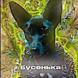 Telegram profile photo for 🐾Буська🐾dog⚡
