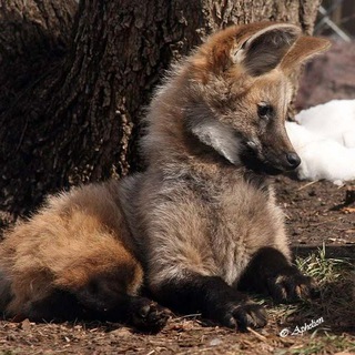Telegram profile photo for ...