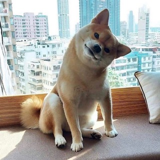 Telegram profile photo for Новости мем токенов 💰🐕