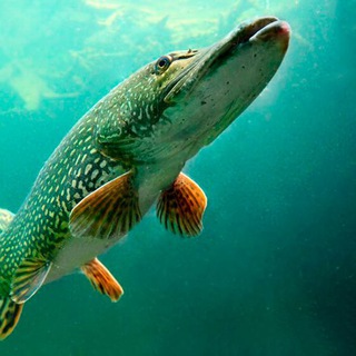Telegram profile photo for Hobbit’s - Fishing (Рыбалка)