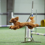 Telegram profile photo for surpass yourself in agility