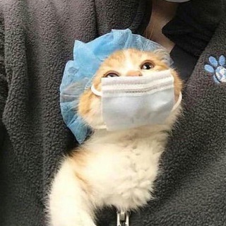 Telegram profile photo for животные и мемы