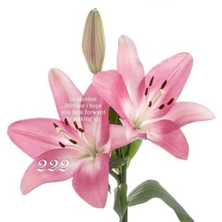 Telegram profile photo for 𐚁. bloomity’s : … close ♡.