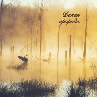 Telegram profile photo for Дикая природа