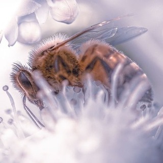 Telegram group profile photo for War of Insects - group