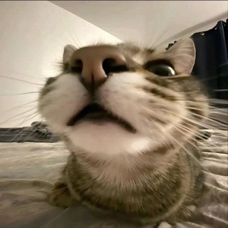 Telegram profile photo for -Общество окон🐈⬛🐈⬛