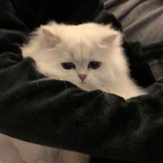 Telegram profile photo for MiooGif