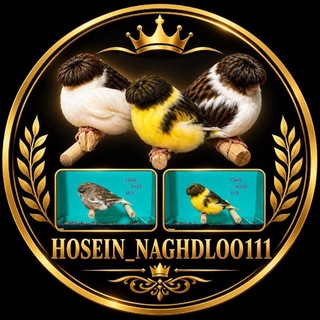 Telegram profile photo for Canary naghdloo