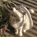 Telegram profile photo for جواب چالش