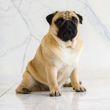 Telegram profile photo for veniamin.pug