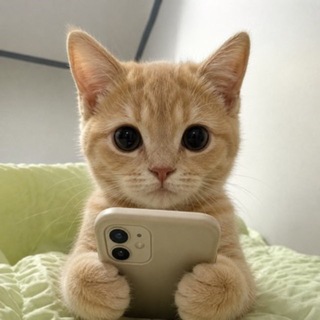 Telegram profile photo for CATWIFPHONE