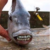 Telegram profile photo for Fishes for the win