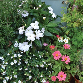 Telegram group profile photo for SoLi Garden -and Plantsharing