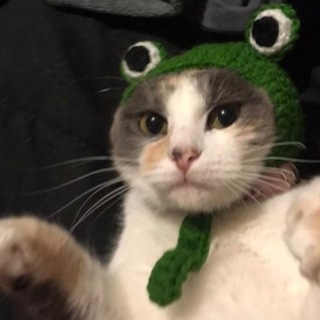 Telegram profile photo for Toadcat