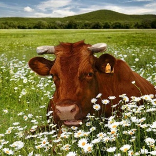 Telegram profile photo for pasika TELEBASIKA
