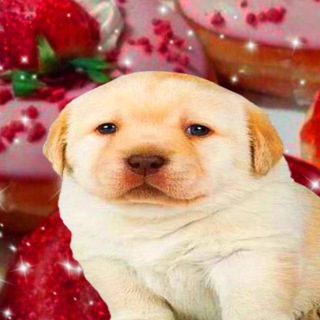 Telegram profile photo for Какой сегодня мем?
