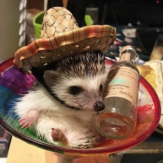 Telegram profile photo for 💥🦔