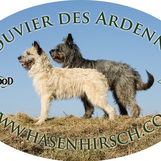 Telegram profile photo for Bouvier des Ardennes Zuchtstätte Hasenhirsch