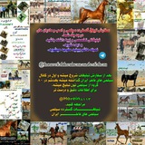Telegram profile photo for تبلیغات گستردهسیلمی های فاخر ایران