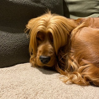Telegram profile photo for 🐶 Жизнь с Молли 🐶