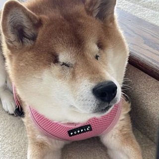 Telegram profile photo for blind dog CTO | portal